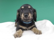 dachshund786 dachshund786