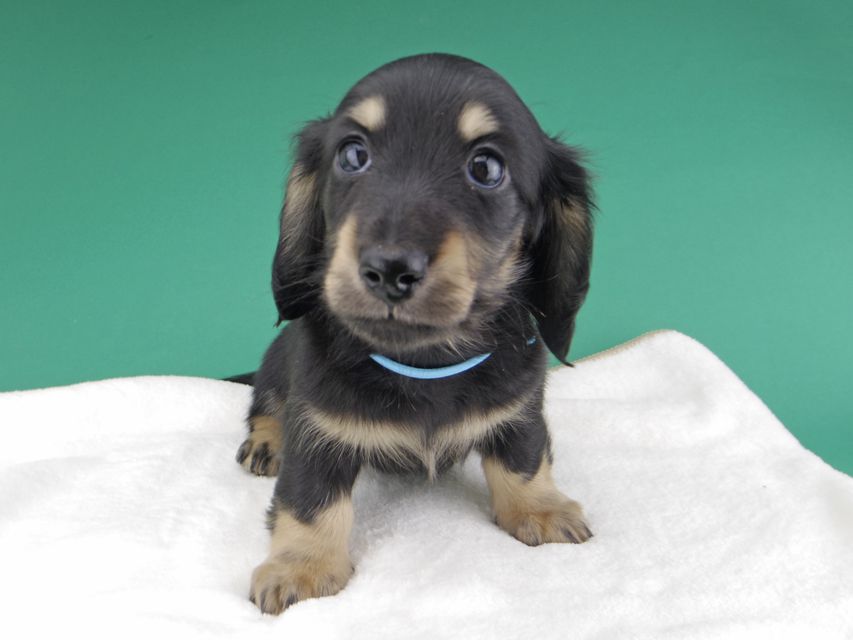 カニンヘンダックスフンド すず & 朝日の子犬 ブラックイエロー（ブラッククリーム） 男の子（1）