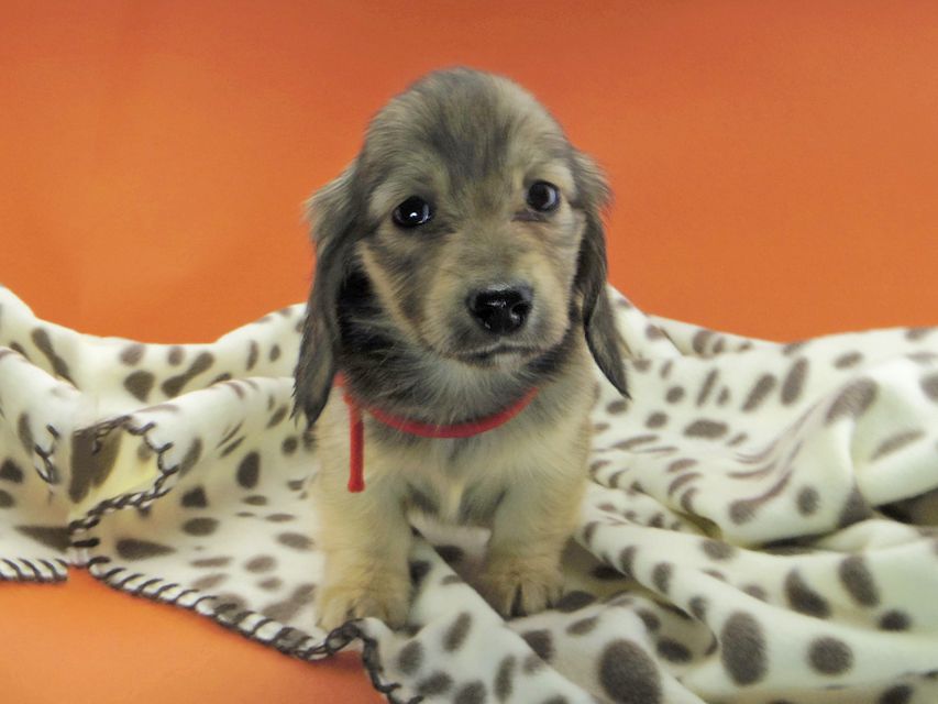 カニンヘンダックスフンド ひなプリ & ナイトの子犬 イエロー（クリーム） 女の子