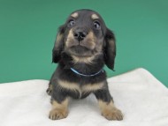 dachshund798 dachshund798