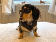 dachshund809 dachshund809