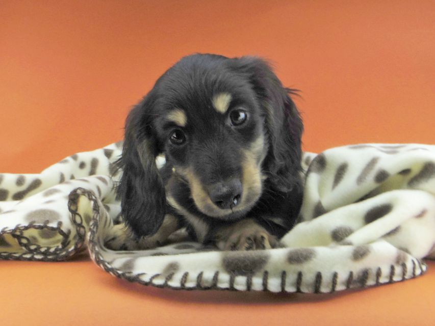 カニンヘンダックスフンド すず & 朝日の子犬 ブラックイエロー(ブラッククリーム) 男の子(2)dachshund812 カニンヘンダックスフンド すず & 朝日の子犬 ブラックイエロー(ブラッククリーム) 男の子(2)
