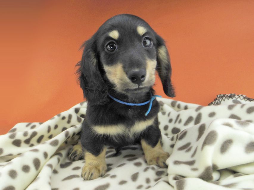 カニンヘンダックスフンド すず & 朝日の子犬 ブラックイエロー（ブラッククリーム） 男の子（1）