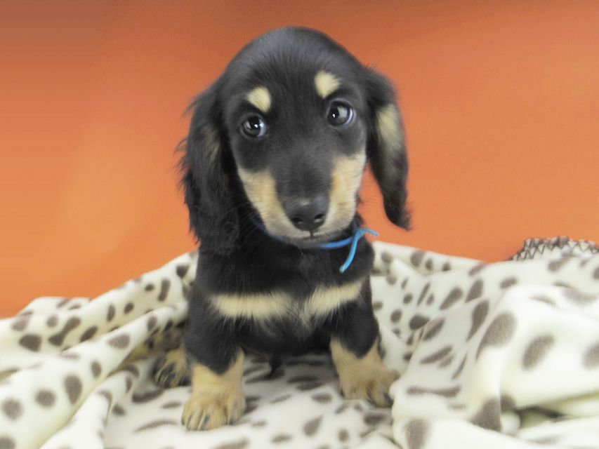 カニンヘンダックスフンド すず & 朝日の子犬 ブラックイエロー（ブラッククリーム） 男の子（1）