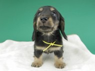 dachshund828