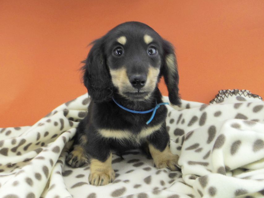 カニンヘンダックスフンド すず & 朝日の子犬 ブラックイエロー（ブラッククリーム） 男の子（1）