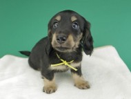 dachshund838