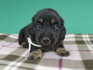 dachshund849 dachshund849