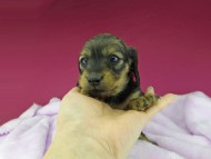 dachshund85 dachshund85