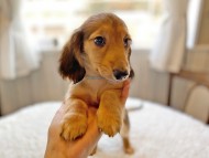 dachshund854