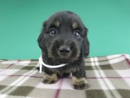 dachshund858 dachshund858