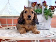 dachshund86