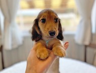 dachshund866