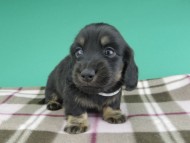 dachshund884 dachshund884