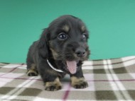 dachshund890 dachshund890