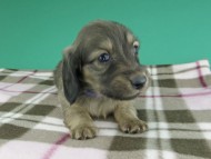 dachshund904 dachshund904