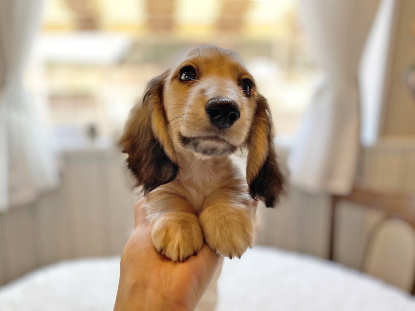 カニンヘンダックスフンド わかば & 竹千代の子犬 イエロー（クリーム） 男の子（3）