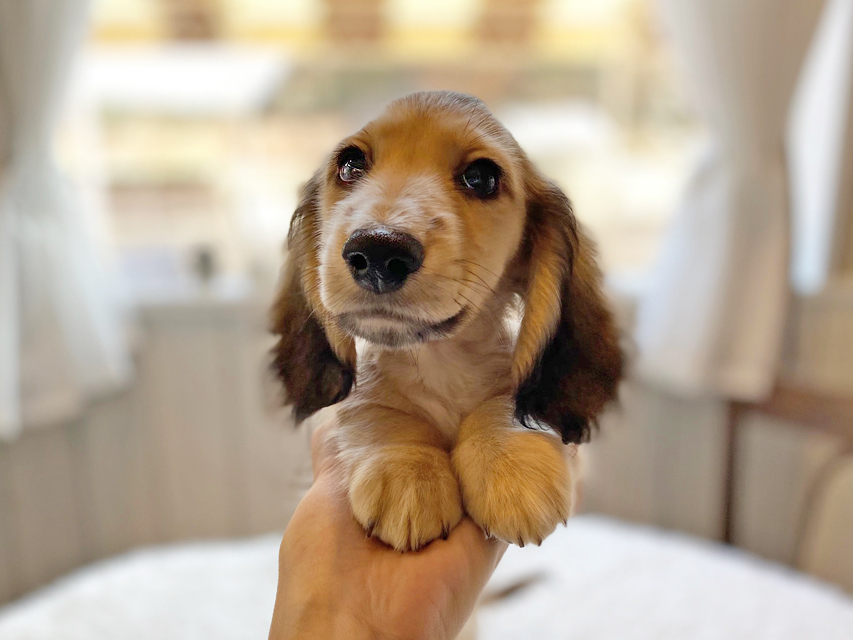 カニンヘンダックスフンド わかば & 竹千代の子犬 イエロー（クリーム） 男の子（3）