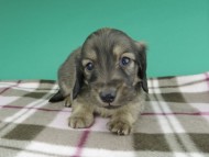 dachshund919 dachshund919