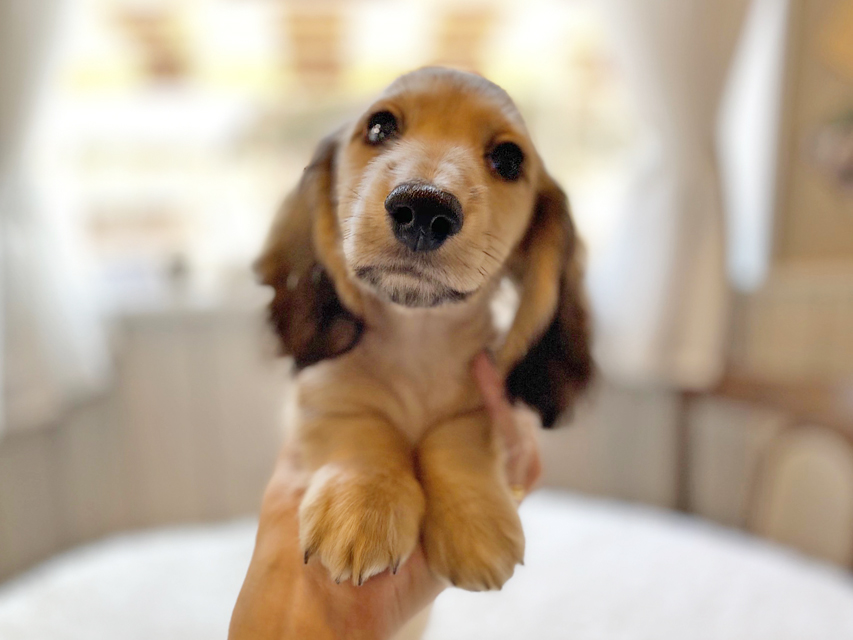 カニンヘンダックスフンド わかば & 竹千代の子犬 イエロー（クリーム） 男の子（3）