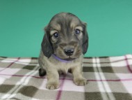 dachshund928 dachshund928