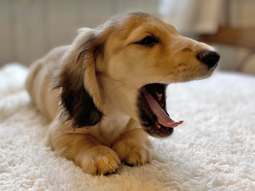 カニンヘンダックスフンド わかば & 竹千代の子犬 イエロー（クリーム） 男の子（3）