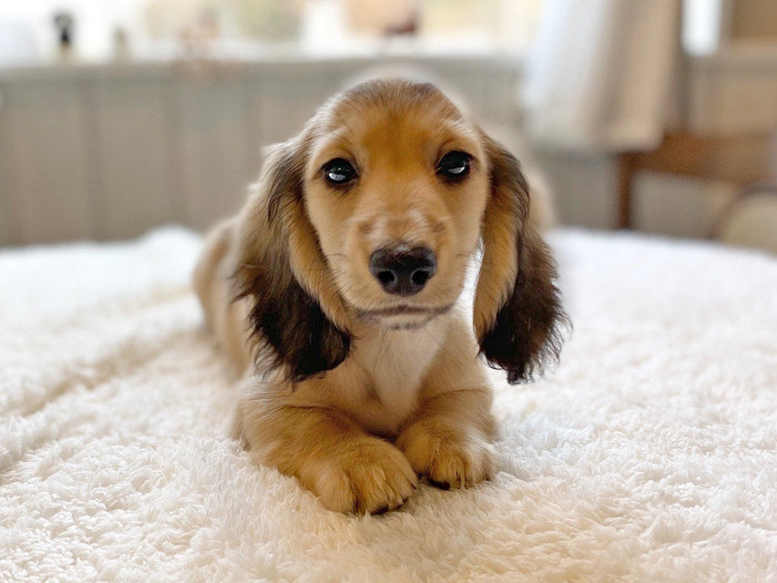 カニンヘンダックスフンド わかば & 竹千代の子犬 イエロー（クリーム） 男の子（3）