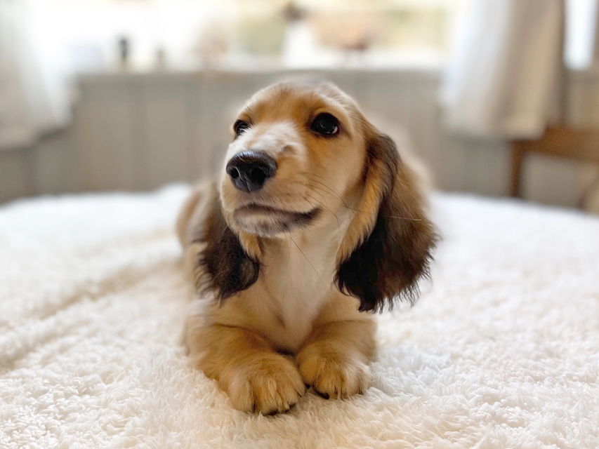 カニンヘンダックスフンド わかば & 竹千代の子犬 イエロー（クリーム） 男の子（3）