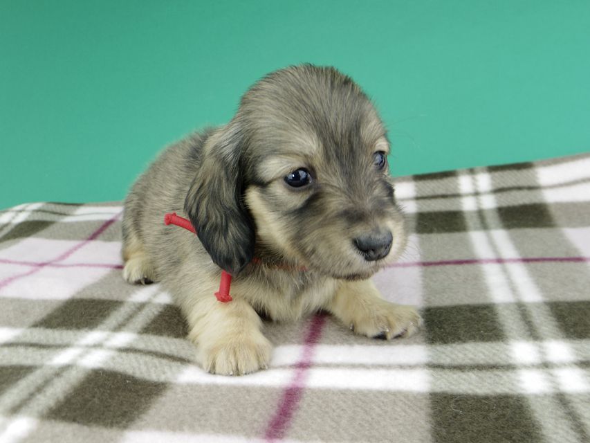 カニンヘンダックスフンド ひなプリ & ナイトの子犬 イエロー（クリーム） 女の子