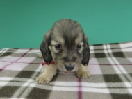 dachshund981 dachshund981