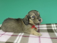 dachshund983 dachshund983