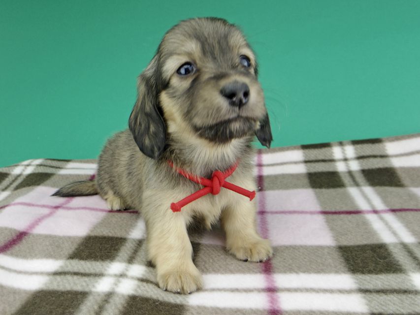 カニンヘンダックスフンド ひなプリ & ナイトの子犬 イエロー（クリーム） 女の子