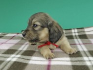 dachshund986 dachshund986