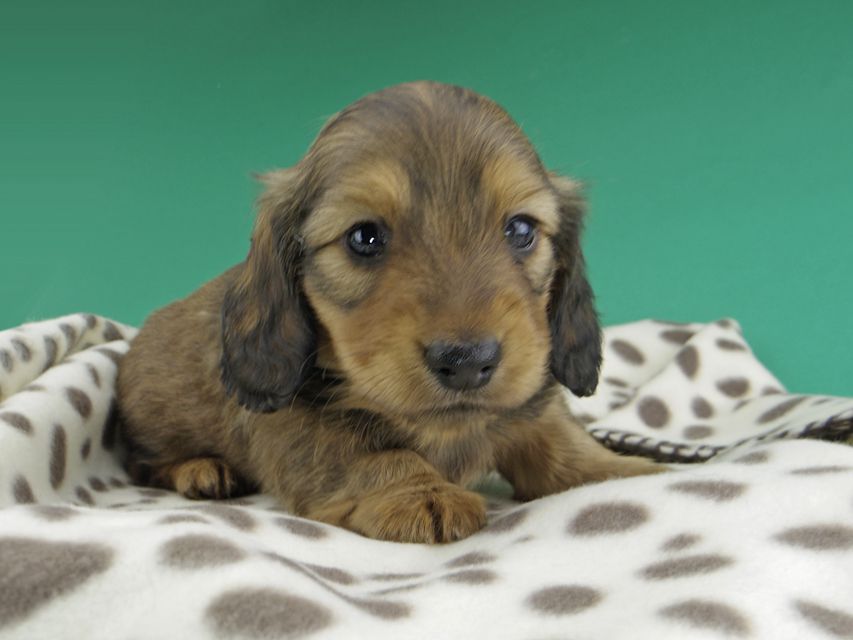 カニンヘンダックスフンド シオンcs & スカッシュの子犬 レッド 男の子dachshund995 カニンヘンダックスフンド シオンcs & スカッシュの子犬 レッド 男の子