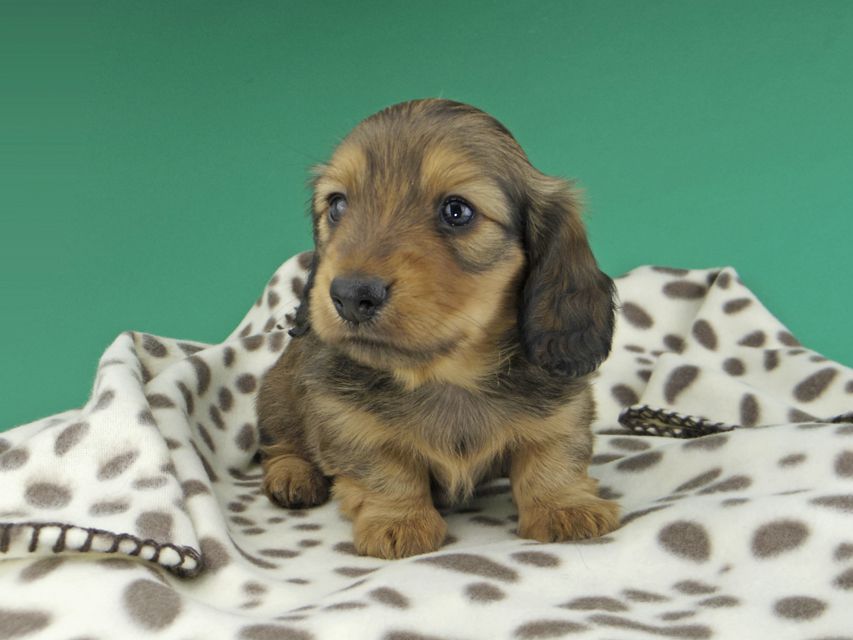 カニンヘンダックスフンド シオンcs & スカッシュの子犬 レッド 男の子dachshund999 カニンヘンダックスフンド シオンcs & スカッシュの子犬 レッド 男の子