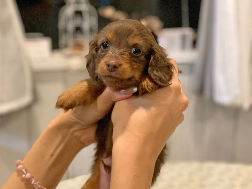 カニンヘンダックスフンド プリマ & ブルースの子犬 チョコタン 男の子