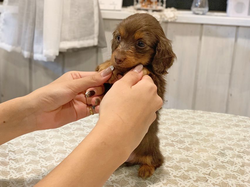 カニンヘンダックスフンド プリマ & ブルースの子犬 チョコタン 男の子