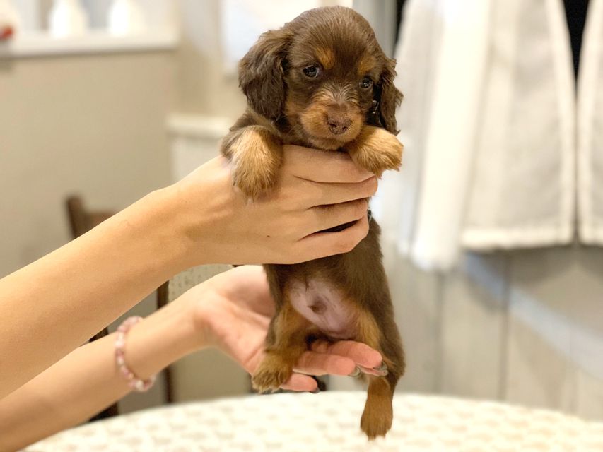 カニンヘンダックスフンド プリマ & ブルースの子犬 チョコタン 男の子