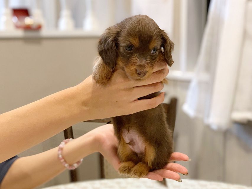 カニンヘンダックスフンド プリマ & ブルースの子犬 チョコタン 男の子