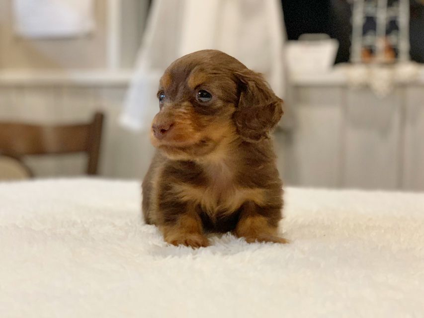 カニンヘンダックスフンド プリマ & ブルースの子犬 チョコタン 男の子