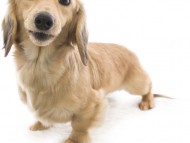 ソルト カニンヘン ダックスフンド シェーデットクリーム ソルト カニンヘン ダックスフンド シェーデットクリーム