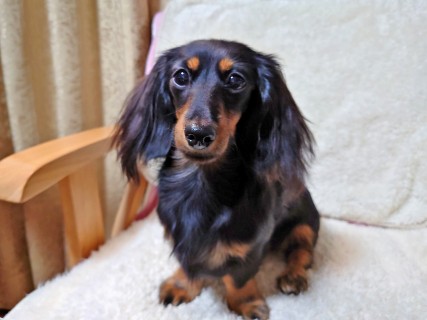 クロエ カニンヘン ダックスフンド