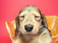 オスカル カニンヘン シェーデットクリーム オスカル カニンヘン シェーデットクリーム