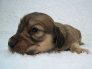 マンドレの子　シェーデットクリーム男の子