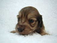 カニンヘン　マンドレの赤ちゃん シェーデットクリーム　男の子 1月3日生まれ