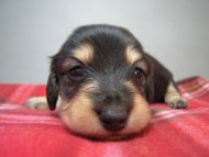カニヘン　マロの赤ちゃん ブラクリ女の子　12月30日生まれ