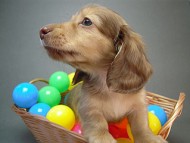 カニヘン　ベルサスの子犬 クリーム男の子12月3日生まれ