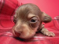 イブの赤ちゃん　チョコクリ女の子③