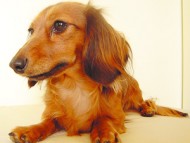 亜俐ちゃん 女の子 JKCチャンピオン シェーデットレッド 亜俐ちゃん 女の子 JKCチャンピオン シェーデットレッド