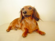 亜俐ちゃん　女の子 JKCチャンピオン　シェーデットレッド